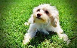 Havapoo dogs for sale: Vanilla - Image 14