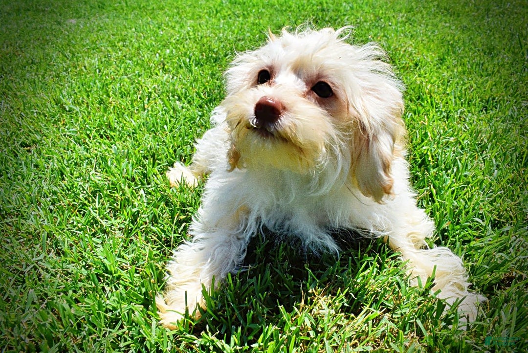 Havapoo dogs for sale: Vanilla - Image 14