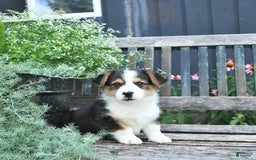 Welsh Corgi Pembroke dogs for sale: Hudson - Image 4