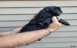 Morkie dogs for sale: Mason - Image 2