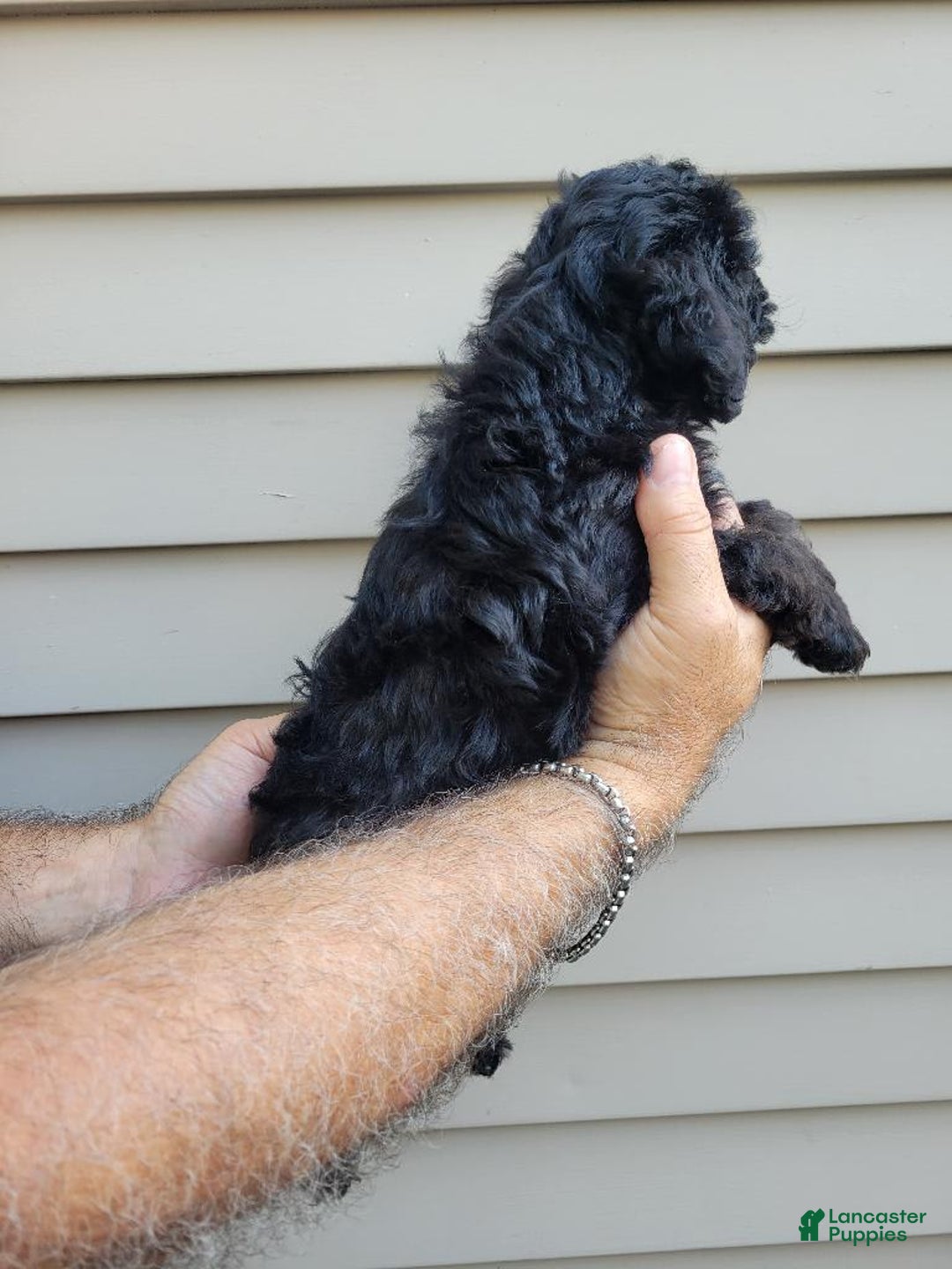 Morkie dogs for sale: Mason - Image 2