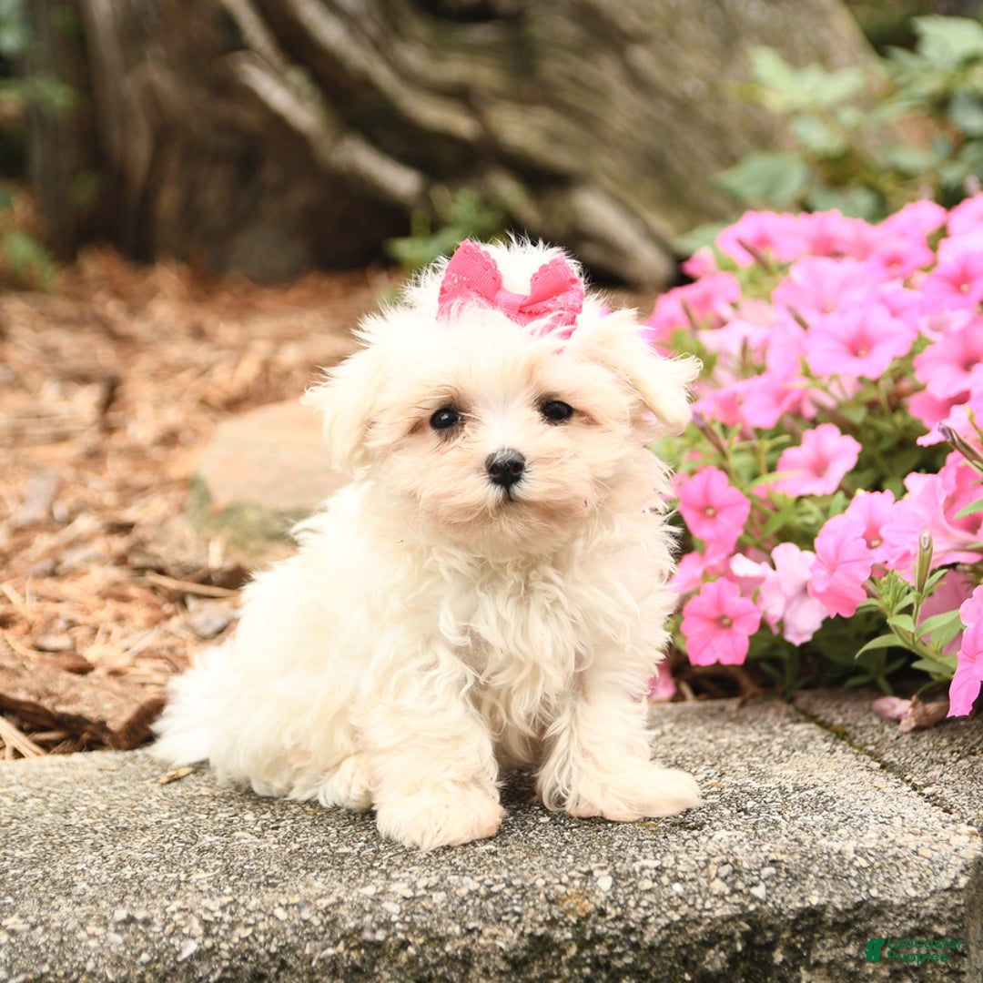 Maltese dogs for sale: Lacey - Image 3