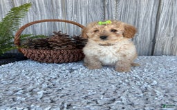Mini Goldendoodle dogs for sale: Angie - Image 18