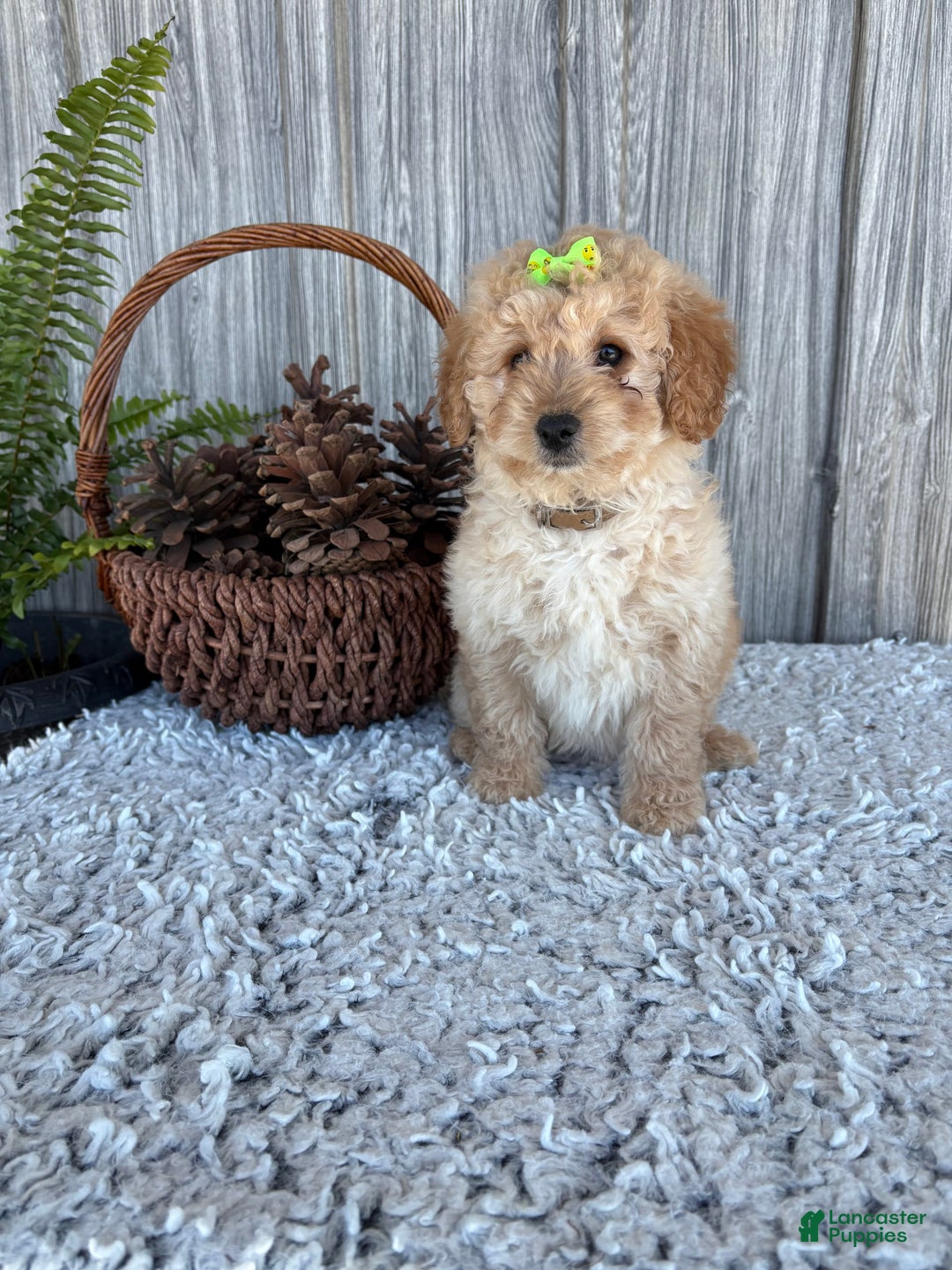 Mini Goldendoodle dogs for sale: Angie - Image 18