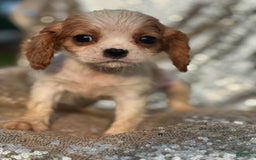 Cavalier King Charles Spaniel dogs for sale: Parker - Image 2