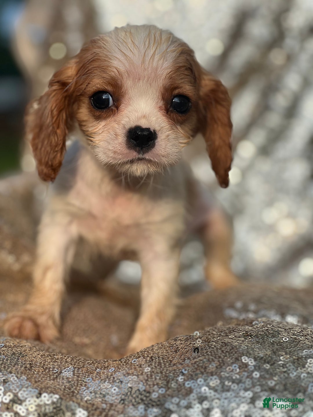 Cavalier King Charles Spaniel dogs for sale: Parker - Image 2