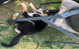 Siberian Husky dogs for sale: Siberian Husky 3 puppies - Image 5