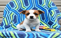 Jack Russell Terrier dogs for sale: Isaac - Image 2