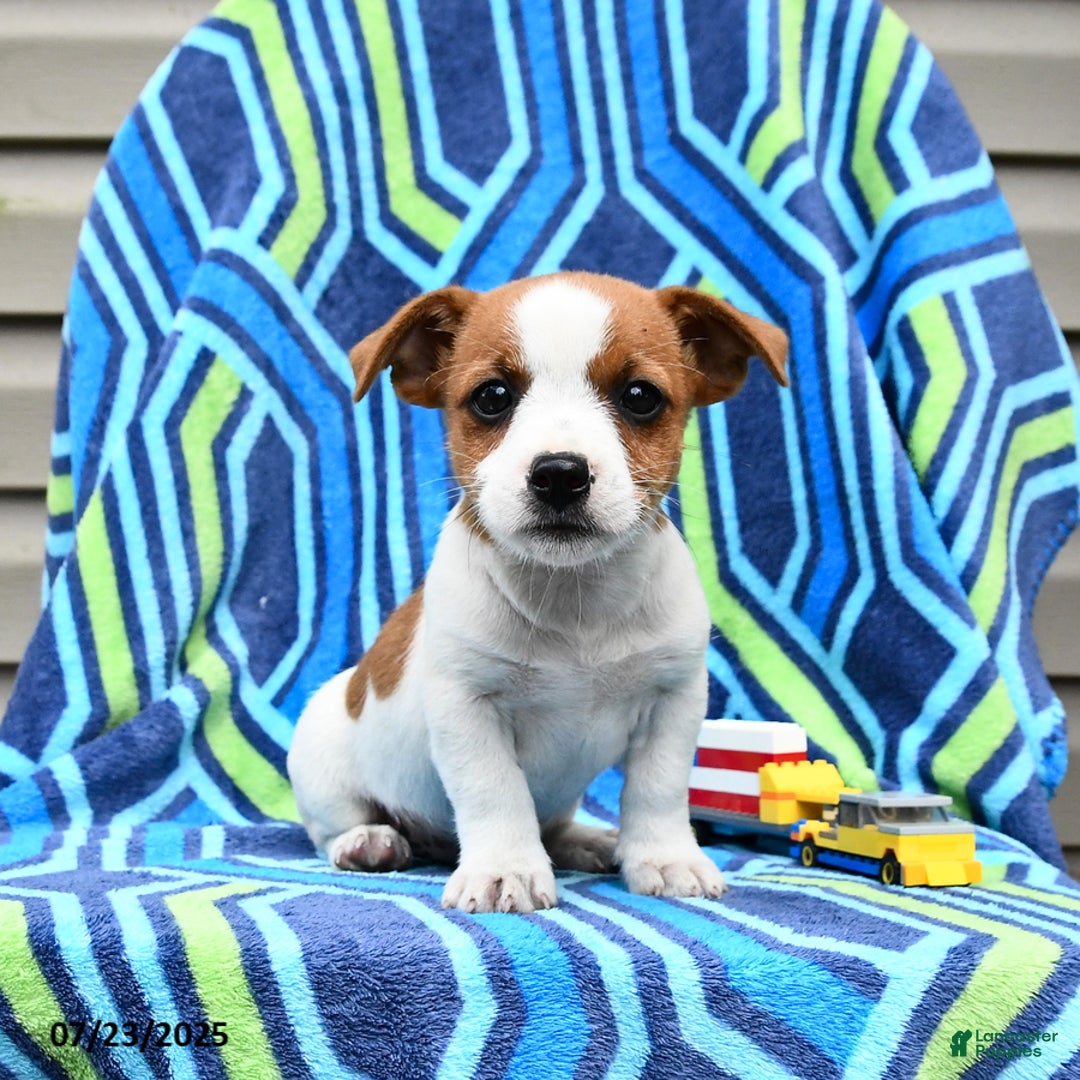 Jack Russell Terrier dogs for sale: Isaac - Image 2