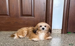 Lhasa Apso dogs for sale: Cora - Image 2