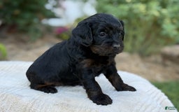 Cavapoo dogs for sale: Luna - Image 9