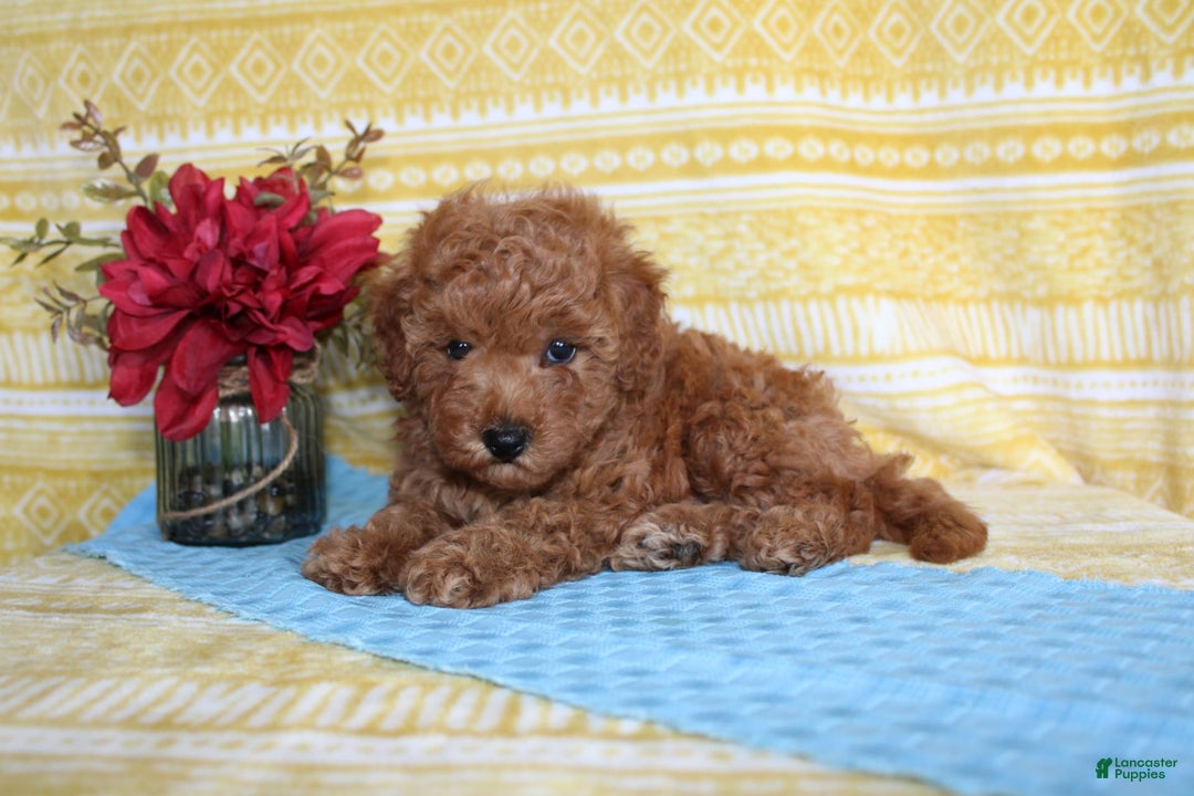 Mini Goldendoodle dogs for sale: Lewis - Image 1