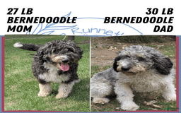 Mini Bernedoodle dogs for sale: Shiloh - Image 15