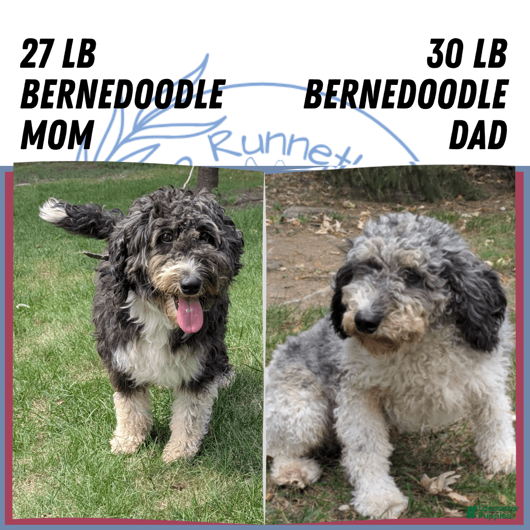 Mini Bernedoodle dogs for sale: Shiloh - Image 15