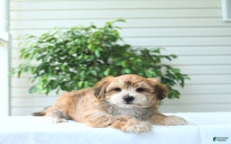 Yochon dogs for sale: Calvin - Image 2