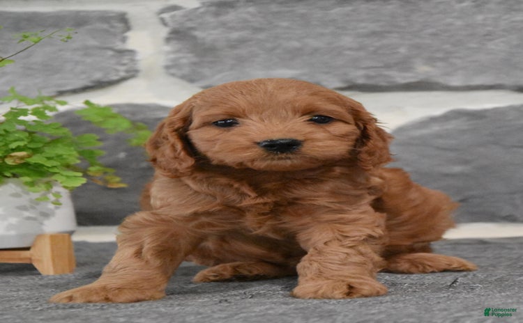 Cockapoo dogs for sale - Ad 3