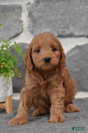 Cockapoo dogs for sale - Ad 3
