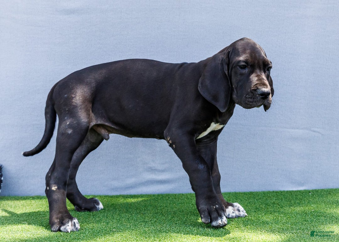 Great Dane dogs for sale: Jasper - Image 10