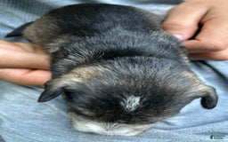 Miniature Schnauzer dogs for sale: Dash - Image 9