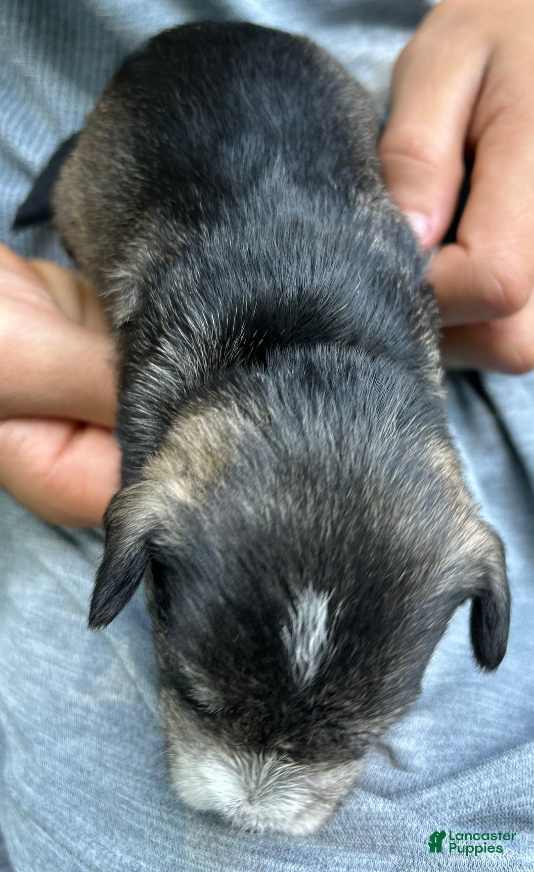 Miniature Schnauzer dogs for sale: Dash - Image 9