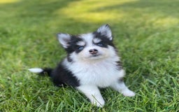 Pomsky dogs for sale: Chai - Image 17