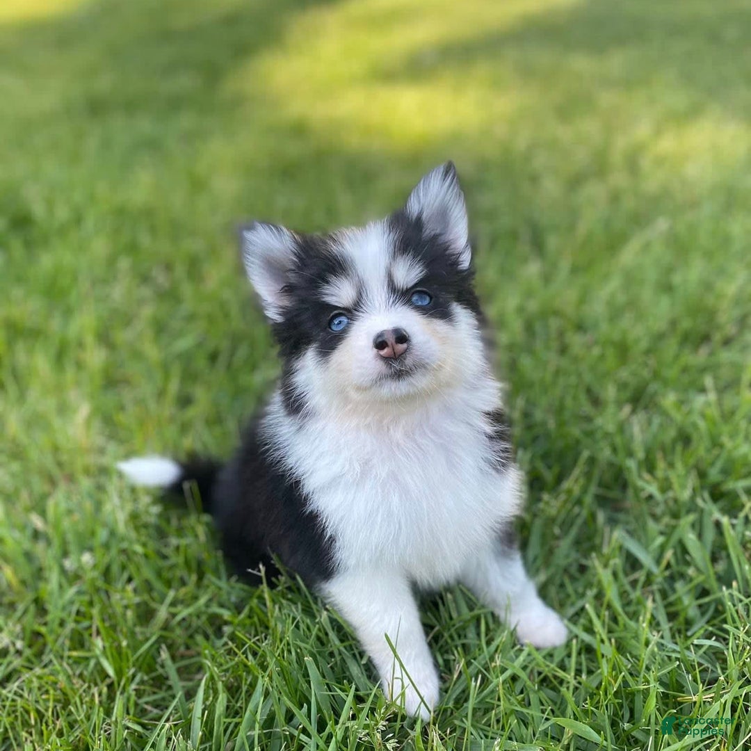 Pomsky dogs for sale: Chai - Image 17