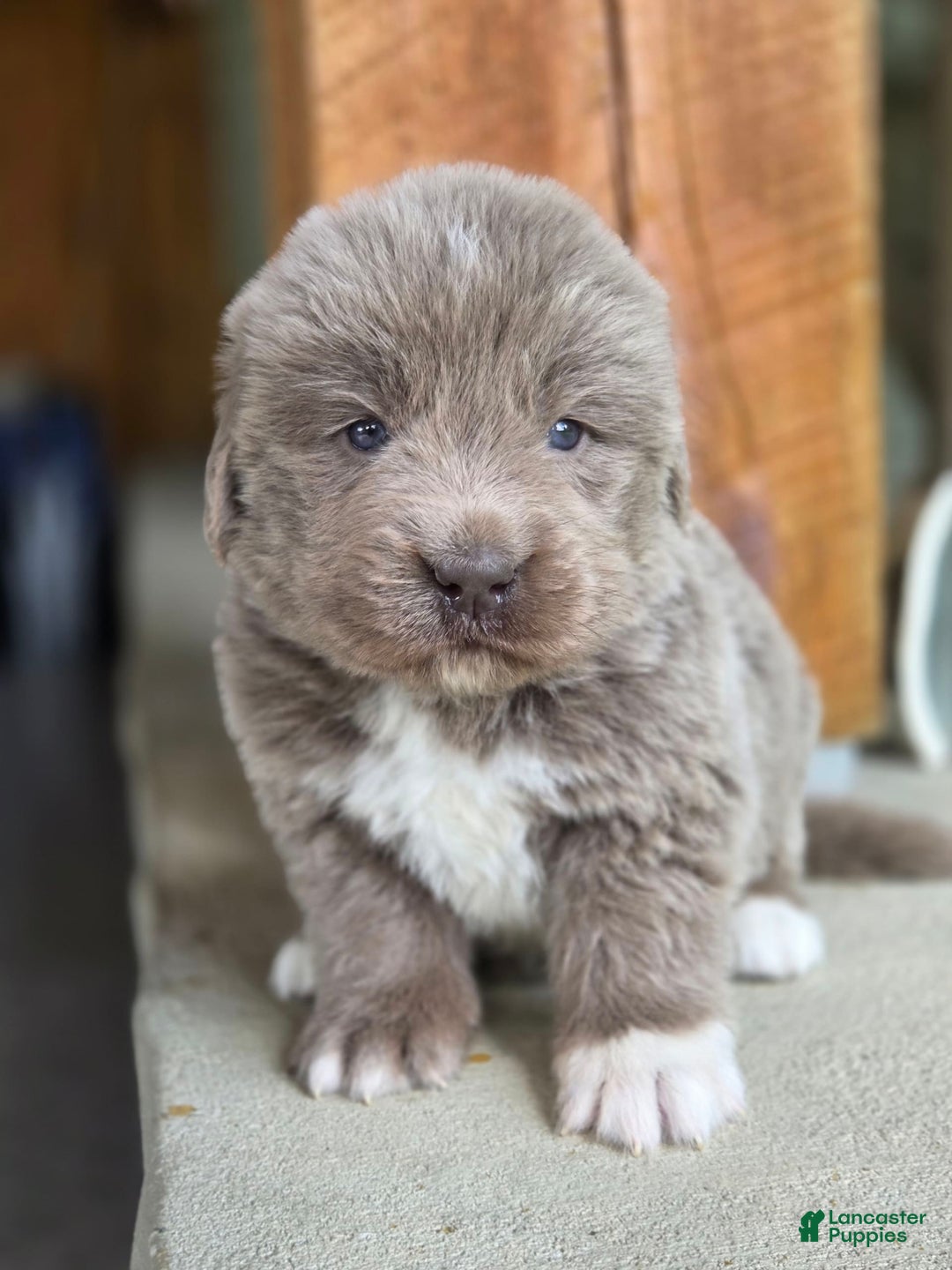 Newfoundland dogs for sale: Smokey - Image 3
