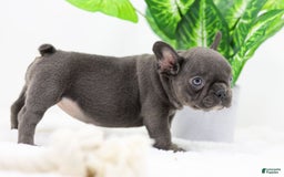 French Bulldog dogs for sale: Aspen - Image 3
