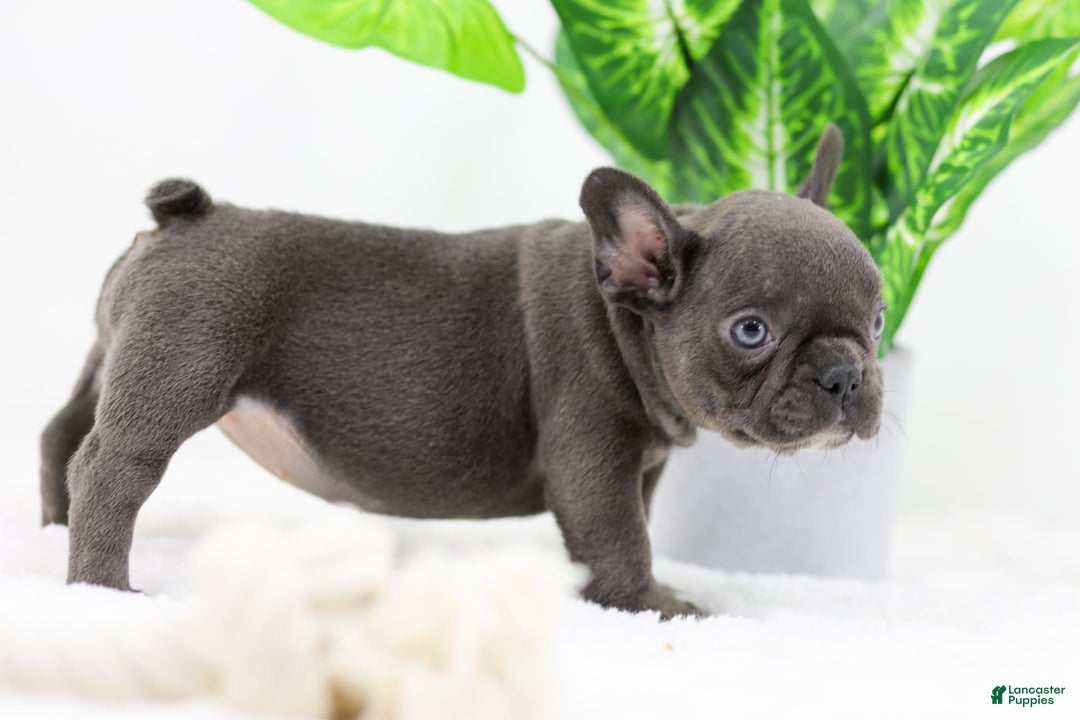 French Bulldog dogs for sale: Aspen - Image 3