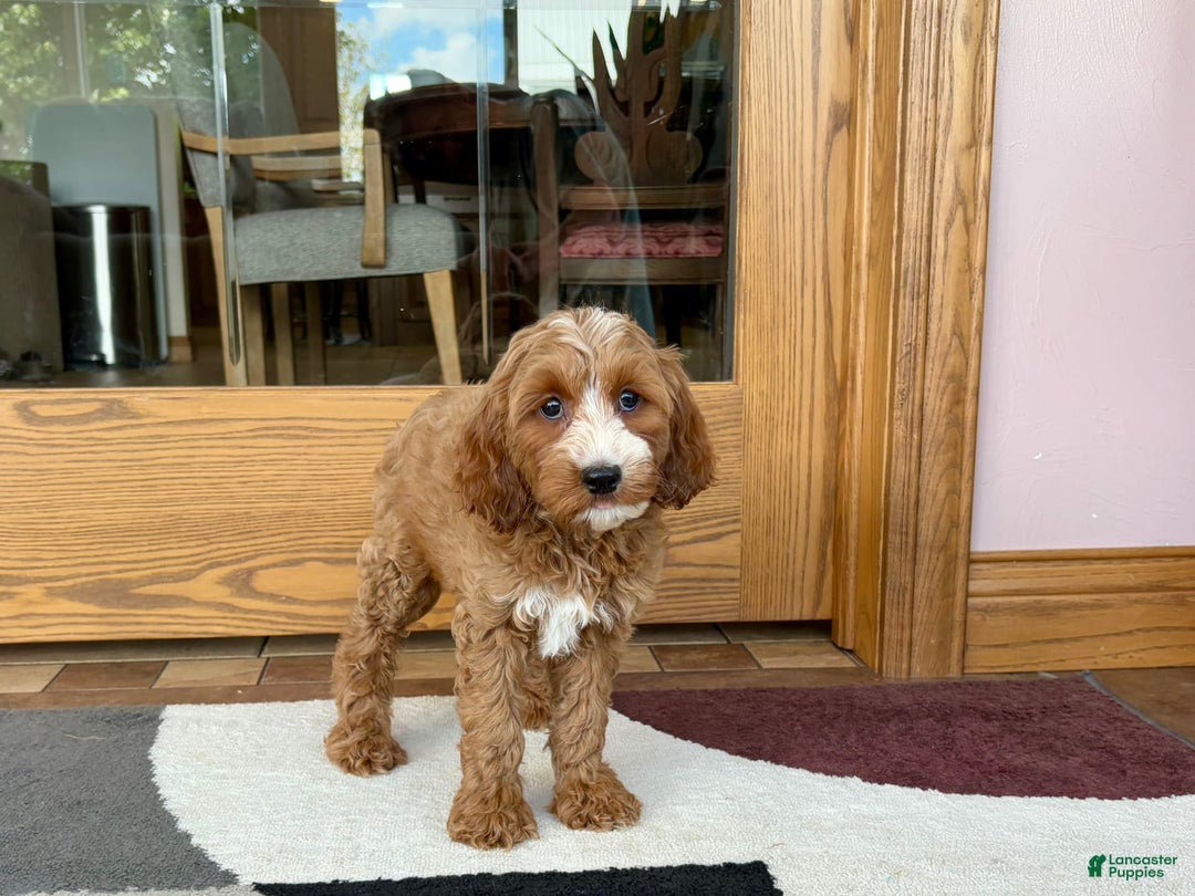 Cockapoo dogs for sale: Dolly - Image 4