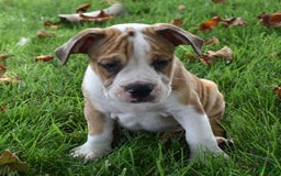 Beabull dogs for sale: Dozer - Image 3