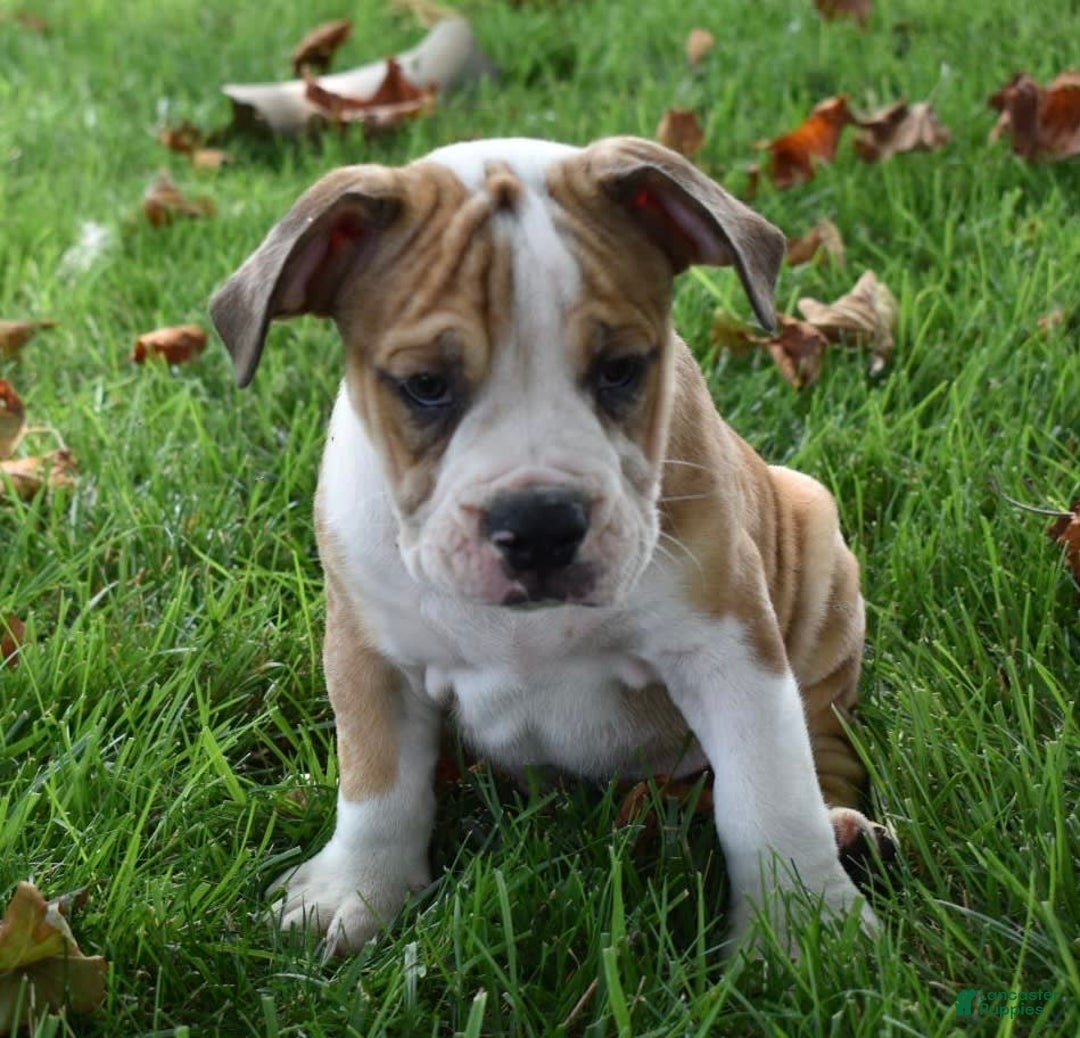 Beabull dogs for sale: Dozer - Image 3