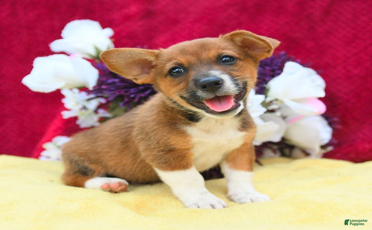 Welsh Corgi Pembroke dogs - Advert 2