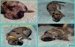 Great Dane dogs for sale: Baby Boy Yellow - Image 1