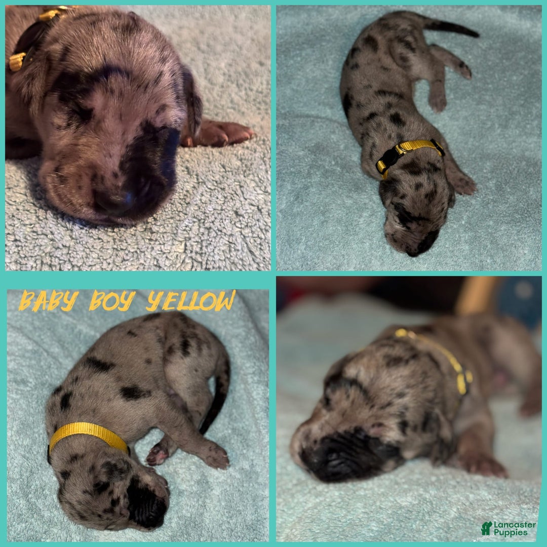 Great Dane dogs for sale: Baby Boy Yellow - Image 1