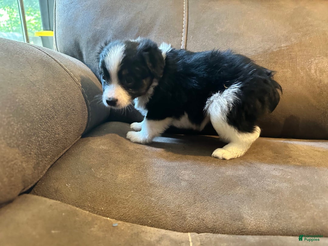 Miniature Australian Shepherd dogs for sale: Black Tri Small Female - Image 3
