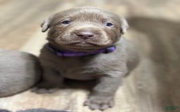 Labrador Retriever dogs for sale: Gertie - Image 2
