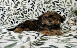 Shorkie dogs for sale: Sugar - Image 1