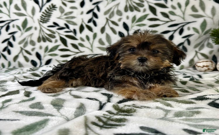 Shorkie dogs - Advert 5
