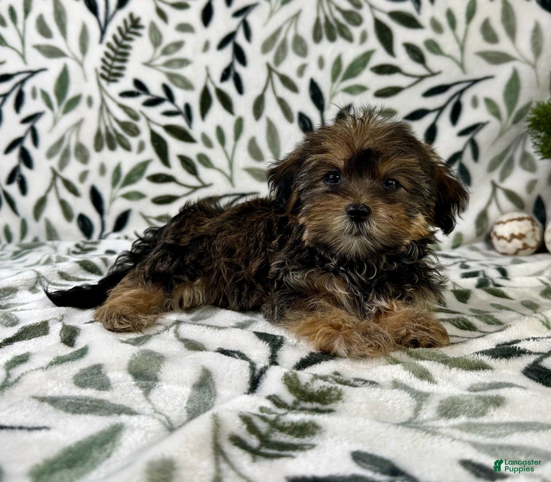 Shorkie dogs for sale: Sugar - Image 1