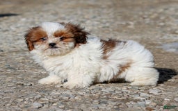 Shihpoo dogs for sale: Buster - Image 18