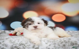 Havanese dogs for sale: Rolex - Image 3