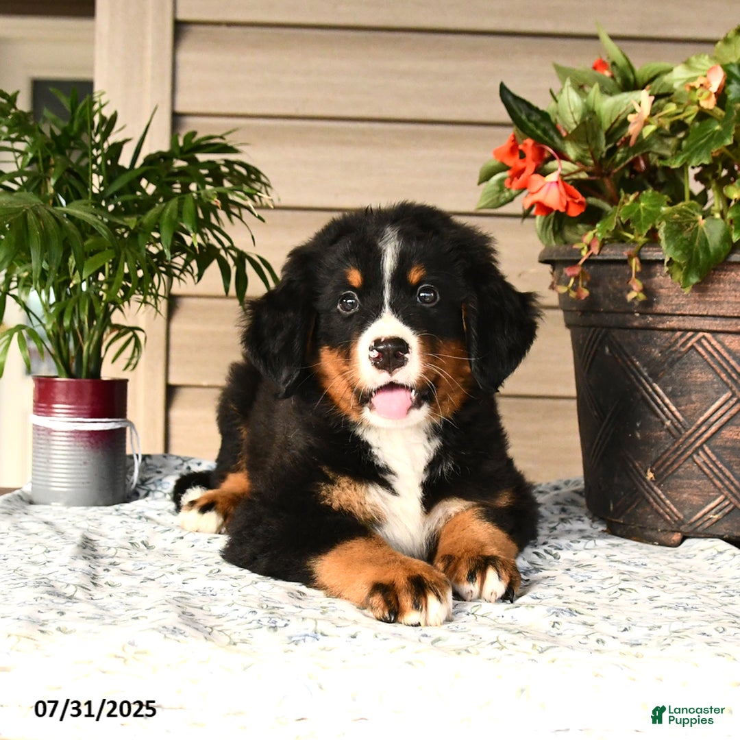 Bernese Mountain Dog dogs for sale: Buster - Image 3