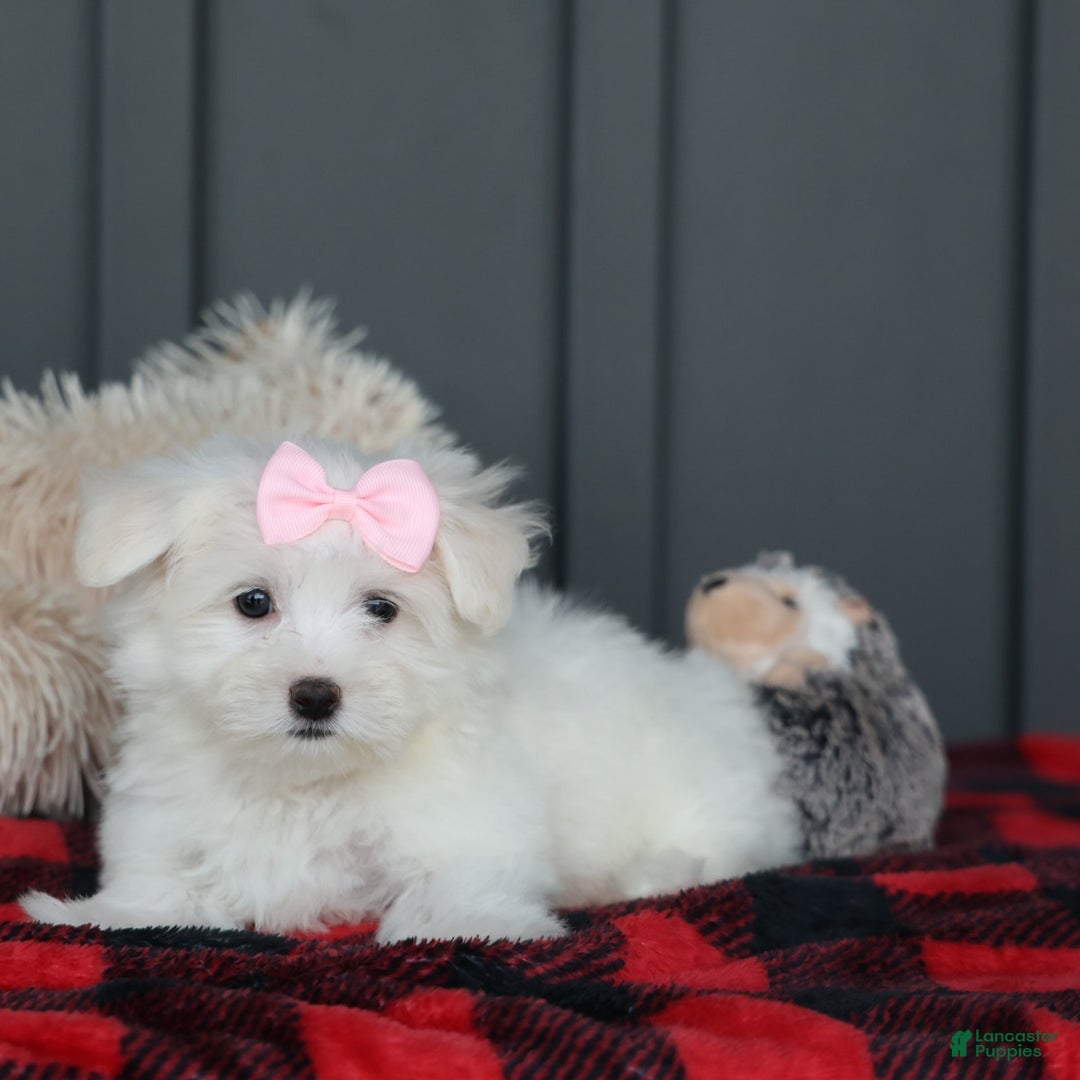 Maltese dogs for sale: Samantha - Image 11