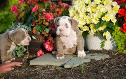 English Bulldog dogs for sale: Lucy - Image 4