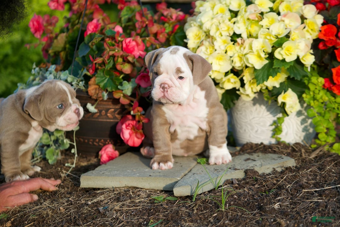 English Bulldog dogs for sale: Lucy - Image 4