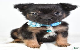 French Bulldog dogs for sale: Clifford - Image 4