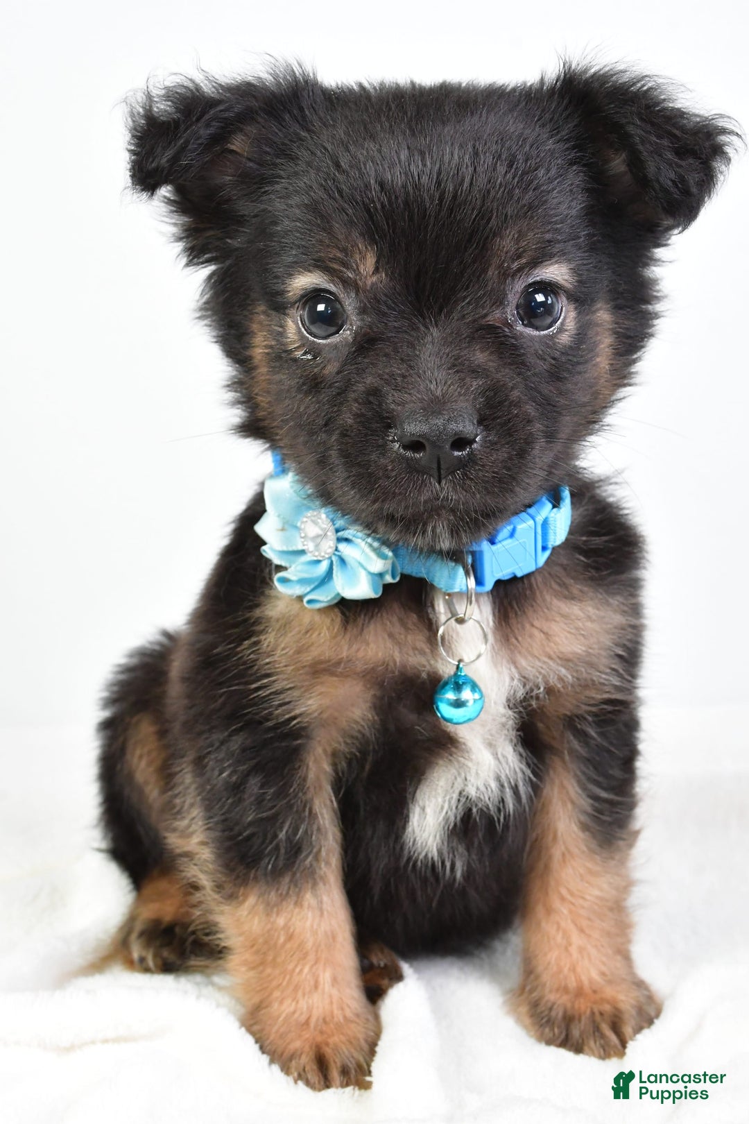 French Bulldog dogs for sale: Clifford - Image 4