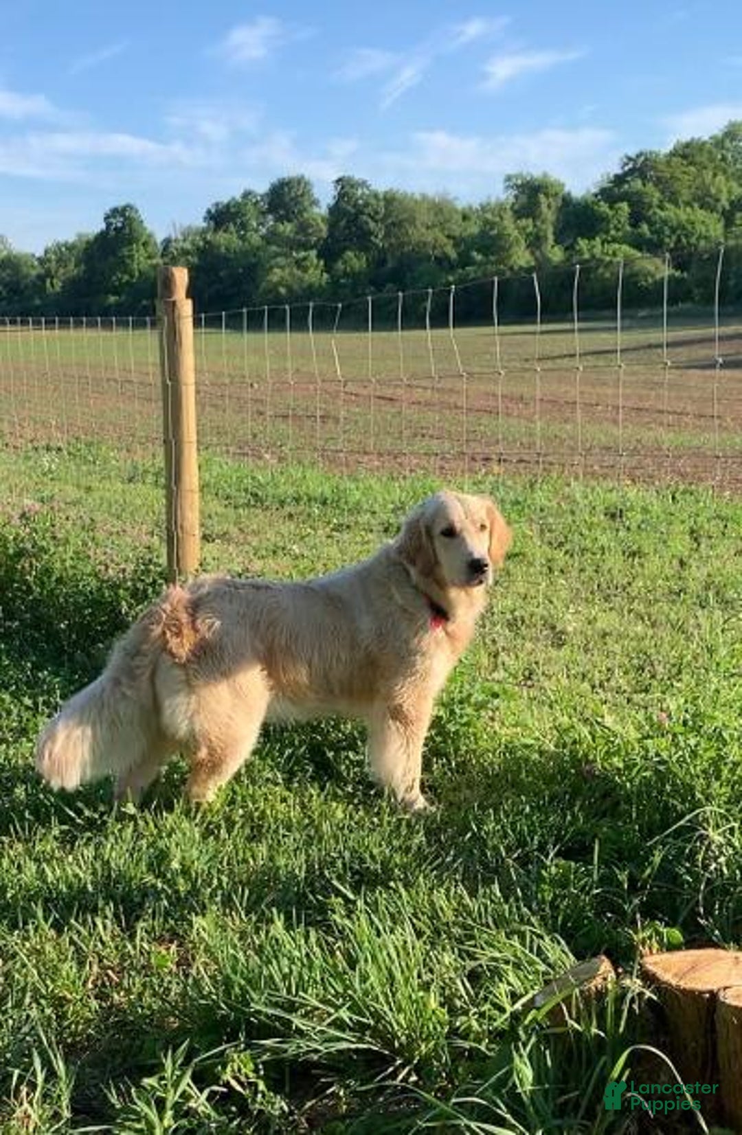 Golden Retriever dogs for sale: Jade - Listing for pets: Poppy, Biscuit, Violet, Mia, Sky, Belle, Ember, Jade - Image 2