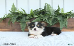 Welsh Corgi Pembroke dogs for sale: Miley - Image 5